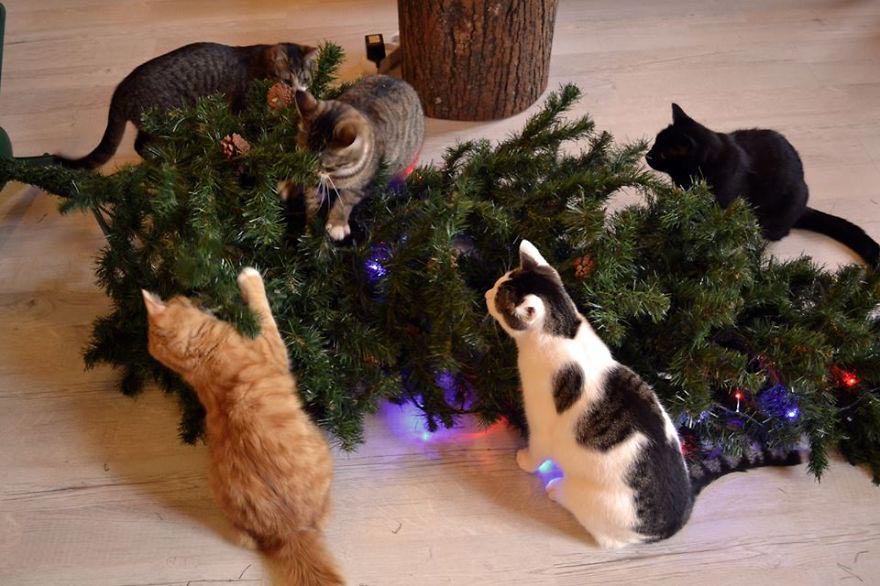 почему коты атакуют елку
